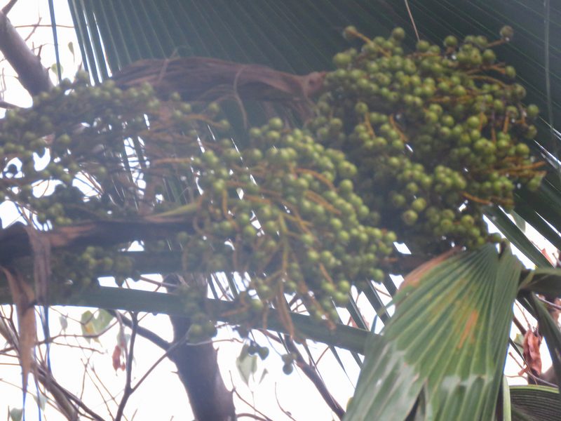Pritchardia pacifica, photographed by Diogo Luiz