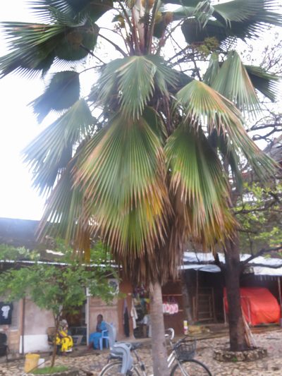 Pritchardia pacifica, photographed by Diogo Luiz