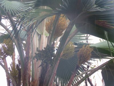 Pritchardia pacifica, photographed by Diogo Luiz