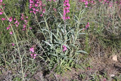 Penstemon parryi, photographed by Eliseo D Moreno
