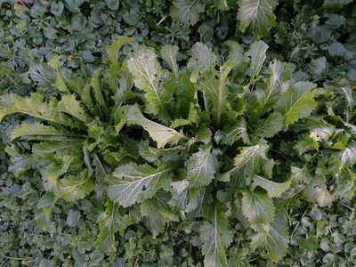 Brassica juncea, photographed by Patrick Hacker