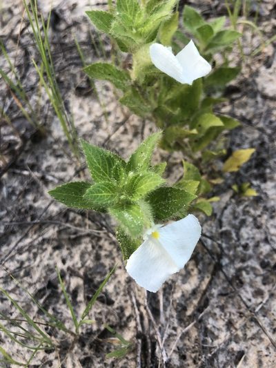 Pombalia calceolaria, photographed by Tim Hirsch