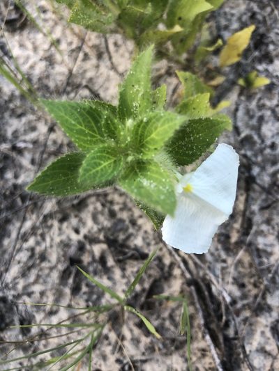 Pombalia calceolaria, photographed by Tim Hirsch
