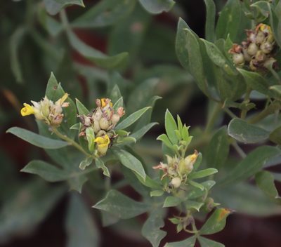 Pearsonia cajanifolia, photographed by Tony Rebelo