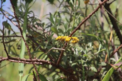 Helichrysum odoratissimum, photographed by Tony Rebelo