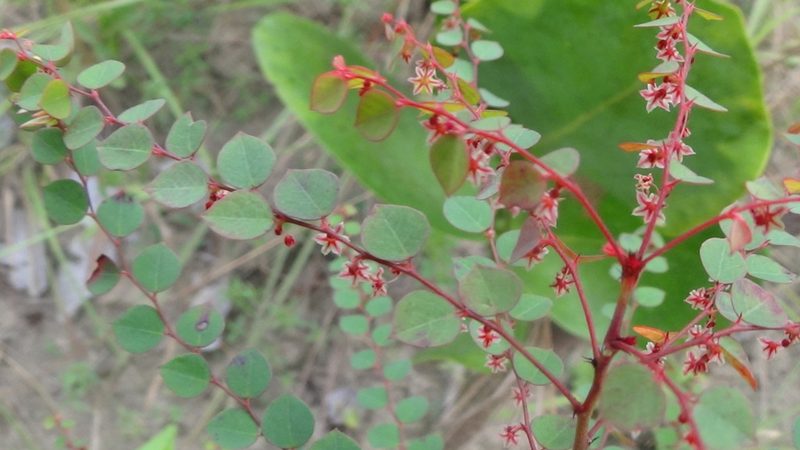 Phyllanthus orbiculatus, photographed by Tsssss
