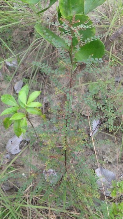 Phyllanthus orbiculatus, photographed by Tsssss