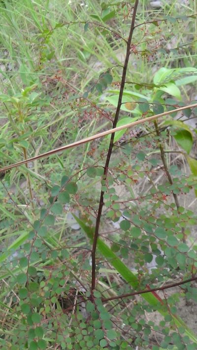 Phyllanthus orbiculatus, photographed by Tsssss