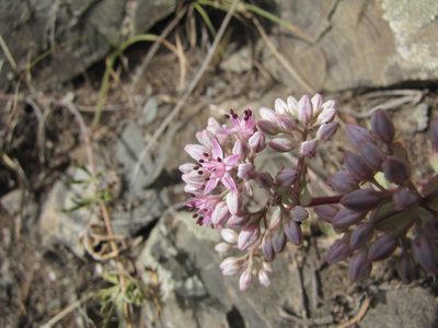 Hylotelephium ewersii, photographed by Сергей Крыленко