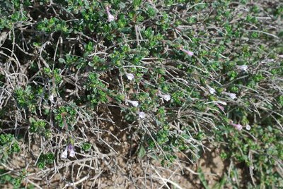 Lithodora hispidula, photographed by Quentin Groom