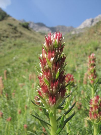 Rhodiola semenovii, photographed by Сергей Крыленко