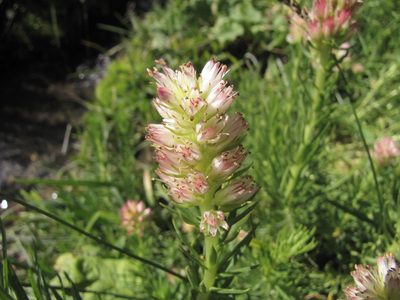 Rhodiola semenovii, photographed by Сергей Крыленко
