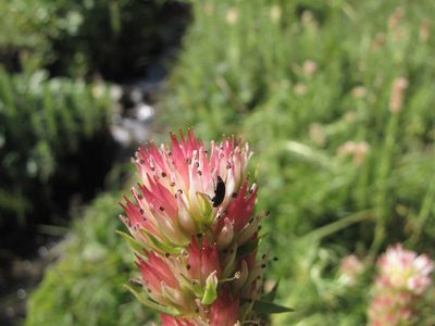 Rhodiola semenovii, photographed by Сергей Крыленко