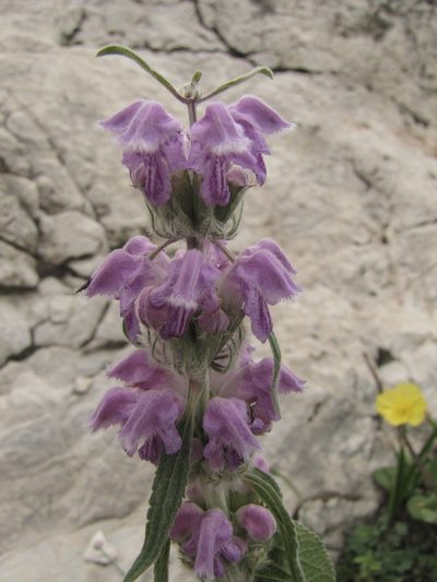 Phlomoides oreophila, photographed by Сергей Крыленко