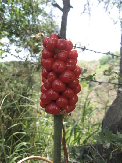 Arum korolkowii, photographed by Сергей Крыленко