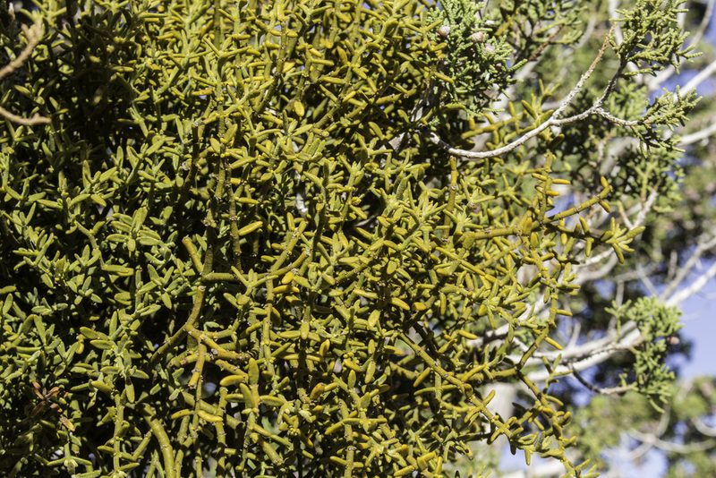 Phoradendron capitellatum, photographed by Craig Martin