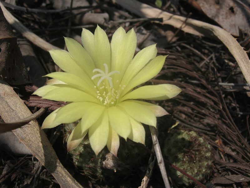 Frailea chiquitana, photographed by Nicole Arcaya