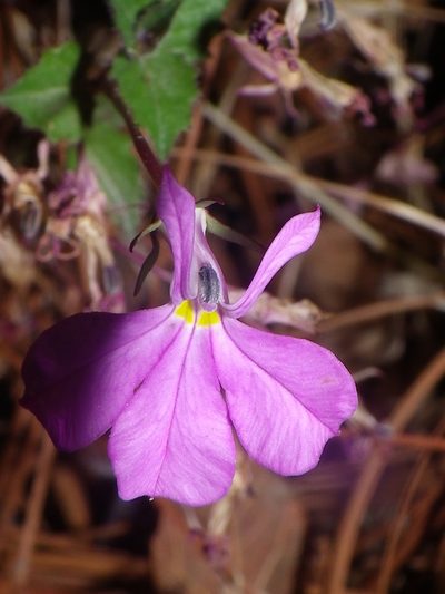 Lobelia mcvaughii, photographed by Arturo Castro Castro