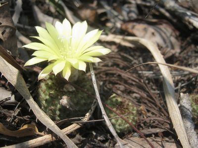 Frailea chiquitana, photographed by Nicole Arcaya