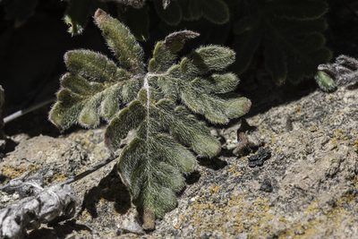 Bommeria hispida, photographed by Craig Martin