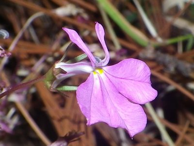 Lobelia mcvaughii, photographed by Arturo Castro Castro