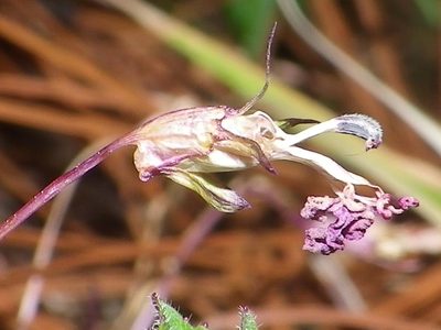 Lobelia mcvaughii, photographed by Arturo Castro Castro