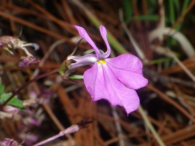Lobelia mcvaughii, photographed by Arturo Castro Castro