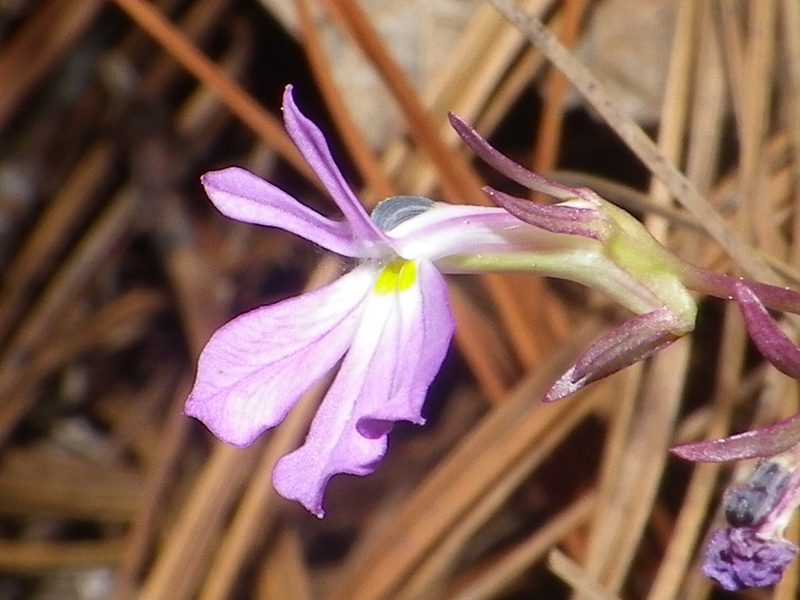 Lobelia mcvaughii, photographed by Arturo Castro Castro