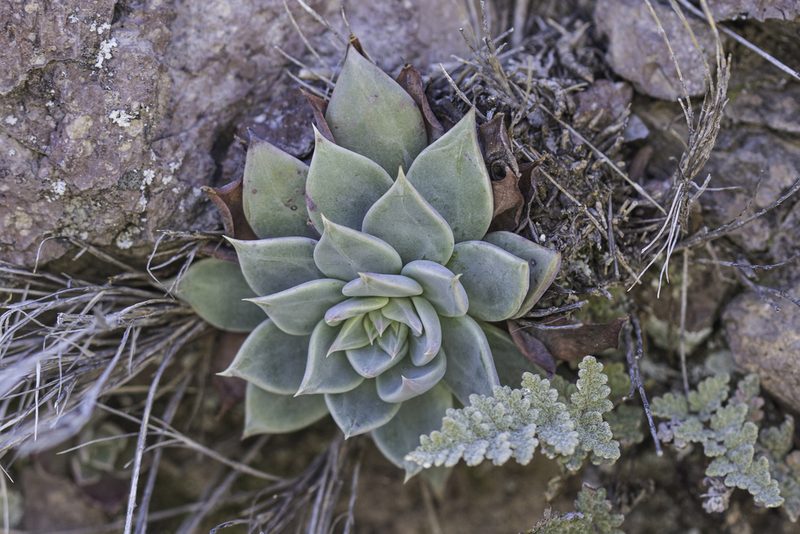 Graptopetalum bartramii, photographed by Craig Martin
