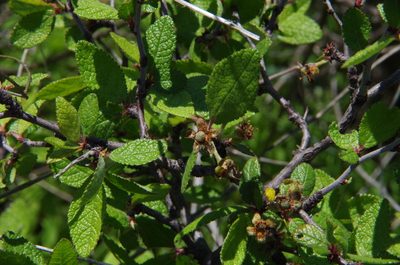 Prunus texana, photographed by Eric Knight