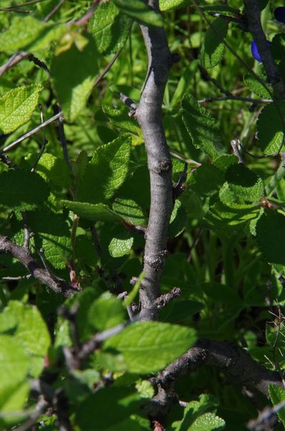 Prunus texana, photographed by Eric Knight