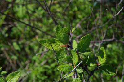Prunus texana, photographed by Eric Knight