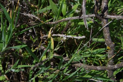 Streptanthus petiolaris, photographed by Eric Knight