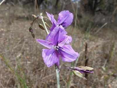 Dichopogon fimbriatus, photographed by Kai Squires