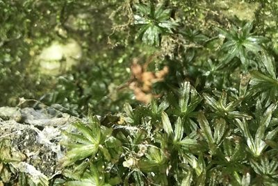 Atrichum crispum, photographed by Bonnie Semmling