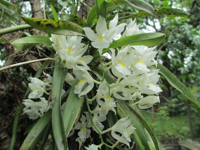 Rodriguezia bracteata, photographed by Tsssss