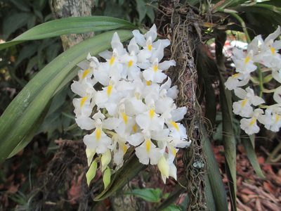 Rodriguezia bracteata, photographed by Tsssss