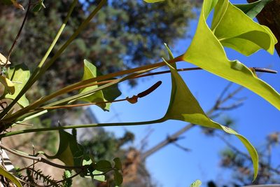 Anthurium cerrobaulense, photographed by Neptalí Ramírez Marcial