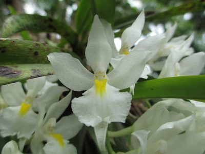 Rodriguezia bracteata, photographed by Tsssss