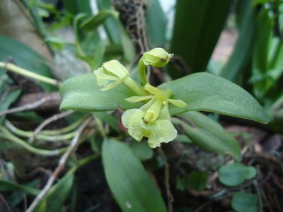 Epidendrum pseudodifforme, photographed by Tsssss