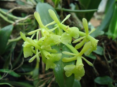 Epidendrum pseudodifforme, photographed by Tsssss