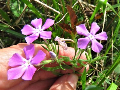Phlox cuspidata, photographed by Annika Lindqvist