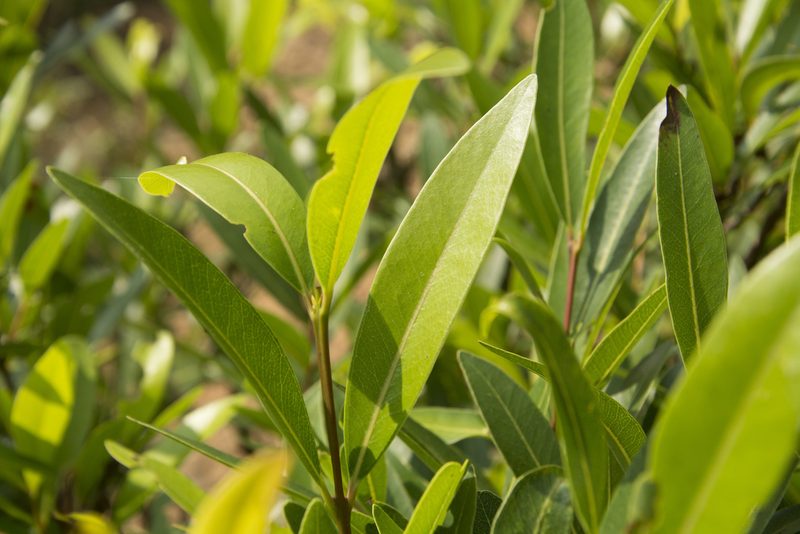 Syzygium salicifolium, photographed by Siddarth Machado