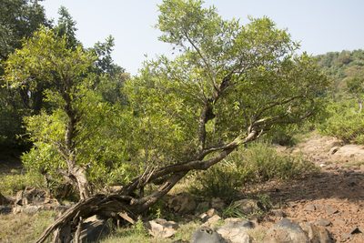 Syzygium salicifolium, photographed by Siddarth Machado