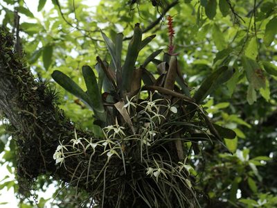 Brassavola tuberculata, photographed by Tsssss