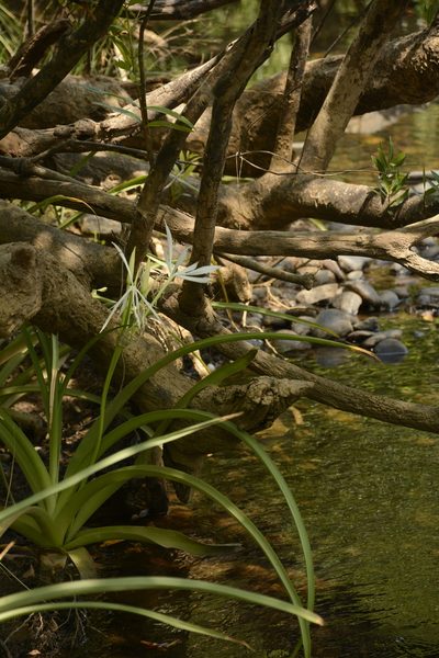 Crinum viviparum, photographed by Siddarth Machado