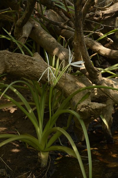 Crinum viviparum, photographed by Siddarth Machado