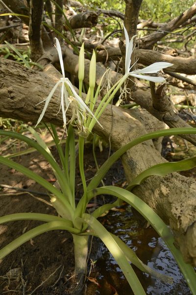 Crinum viviparum, photographed by Siddarth Machado