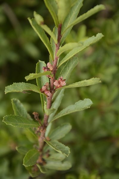 Homonoia retusa, photographed by Siddarth Machado