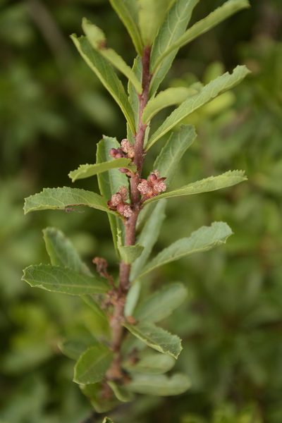 Homonoia retusa, photographed by Siddarth Machado